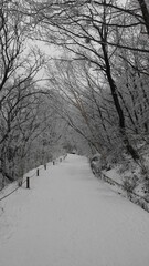 한국 경남 지리산 노고단 눈 길 풍경
