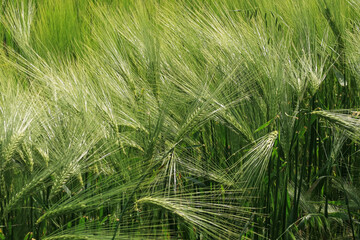 Wheat plants ears vision detail field agriculture