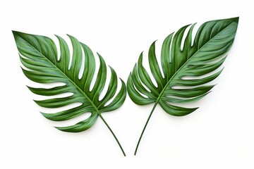 Fresh, green tropical leaves artistically isolated on a white backdrop, suitable for minimalist and eco-centric design concepts,