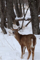 White-tailed deer (Odocoileus virginianus) in a snowy forest landscape