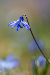 Blue dahlia (Latin: Amsonia orientalis) It grows in the Kadıralak Plateau in the Tonya district of Trabzon in Turkey.