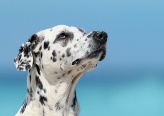 Beautiful Dalmatian Dog Profile with Blue Background Studio Portrait