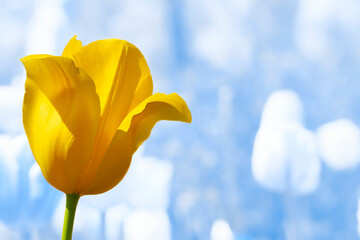 Delicate yellow tulip flower close up on frozen winter blue background