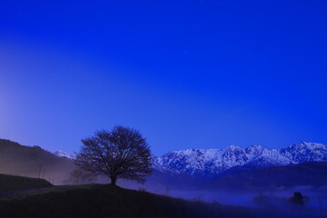月明りに照らされる野平の一本桜と白馬連峰