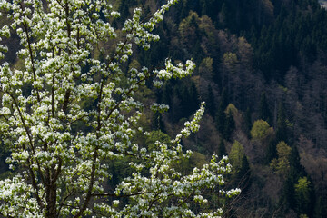 Blooming fruit tree and forest behind