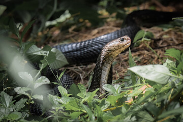 The Javanese cobra is targeting prey at close range