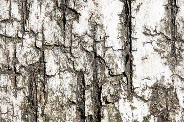 White birch bark texture. Closeup tree skin background. Natural tree bark pattern. Birch bark is...