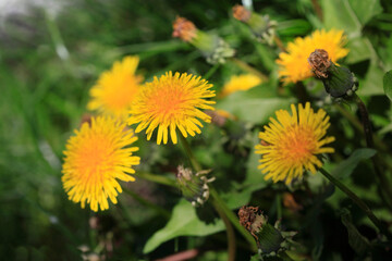 Yellow and white dandelions in spring garden