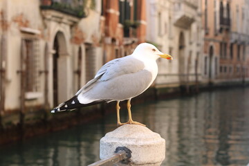 Seagull in Venice