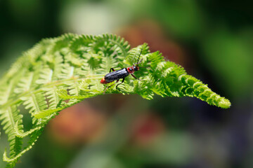 Cute brown bug sitting on plant