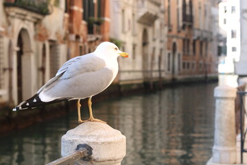 Seagull in Venice