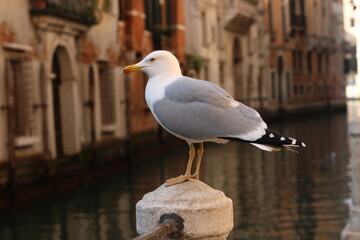 Seagull in Venice