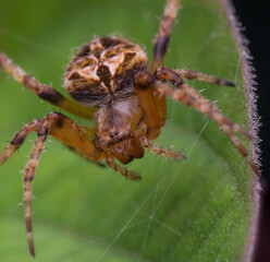 European garden spider is walking on the leaves