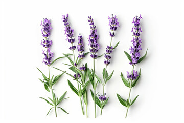 Fototapeta premium Lavender flowers isolated on white background 
