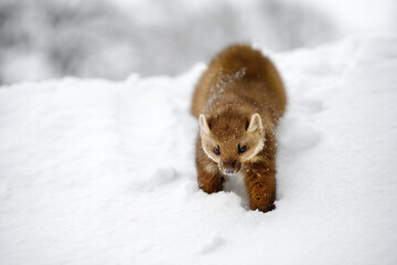 The marten is playing in the snow on the roof of the house.