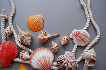 Colorful seashells and starfish decoration background. Summer and tropical concept decorative...