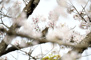 鵯と桜
