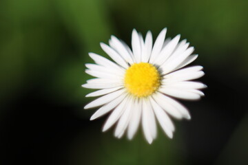 Obraz premium Daisy Flower