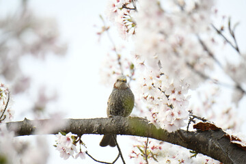 鵯と桜