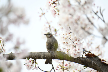 鵯と桜
