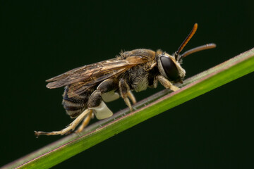 Nomia is a genus of sweat bees in the family Halictidae. This bee is walking on a leaf stem.
