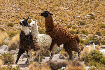 A group of llamas on the background of a hill