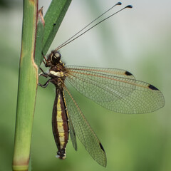 There are about 450 extant species of owl flies. this was one of the many species, and it was perched on a stem