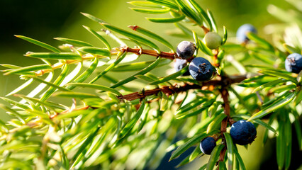 ripe juniper berries in the sun