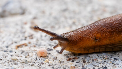slug or snail on a forest road close-up