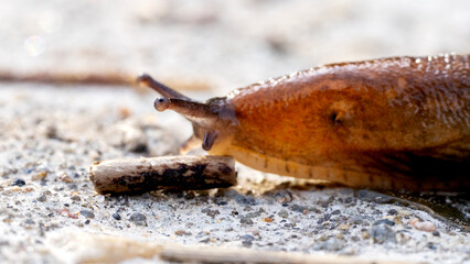 slug or snail on a forest road close-up