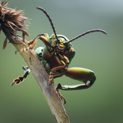 Weevil beetles are beetles belonging to the superfamily Curculionidae, known for their elongated snouts. he was perched on a plant