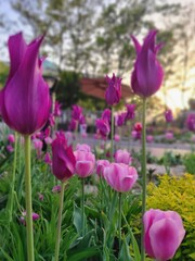 purple tulips