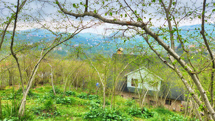 view of village house among hazelnut trees