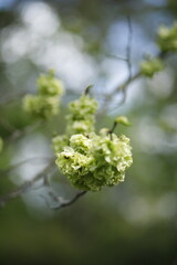 Łodyga z zielonymi jasnymi liśćmi na tle rozmytego tła bokeh