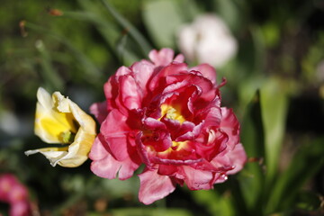 Piwonia różowa kwitnąca makro na zielonym tle