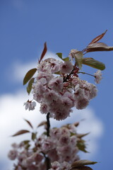 Kwitnące drzewa wiśni japońskiej jasny róż na tle nieba niebieskiego makro