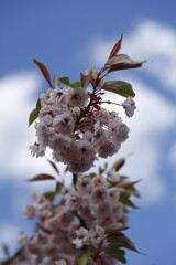 Kwitnące drzewa wiśni japońskiej jasny róż na tle nieba niebieskiego makro