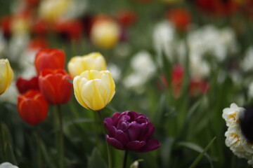 Kwitnące tulipany makro