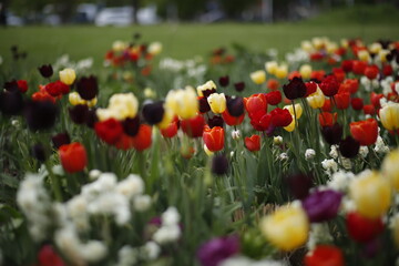 Kwitnące tulipany makro