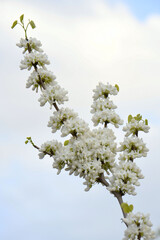 白花蘇芳