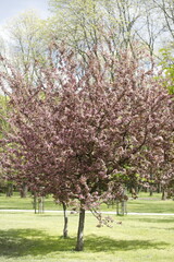 Drzewo wiśni kwitnące na różowo w ogrodzie wiosną na tle trawy