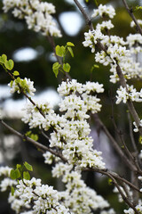 白花蘇芳