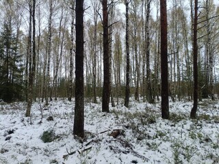 Rekyva forest during cloudy winter day. Some snow laying on ground. Some hanging on bushes. Pine and birch tree woodland. Blueberry bushes are growing in woods. Cloudy day. Nature. Rekyvos miskas.