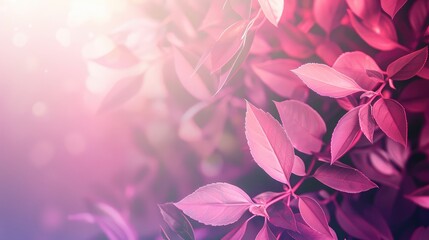 Colorful foliage gradient background design. blurry abstract pink color.