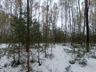 Rekyva forest during cloudy winter day. Some snow laying on ground. Some hanging on bushes. Pine and birch tree woodland. Blueberry bushes are growing in woods. Cloudy day. Nature. Rekyvos miskas.