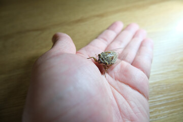 Cicada on hand