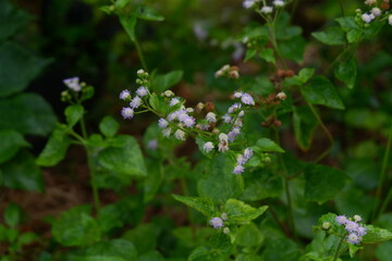 photography of medicinal plant ageratum conyzoides with blurred background