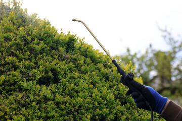 A gardener is spraying boxwood tree with insecticide against Cydalima perspectalis, the box tree...