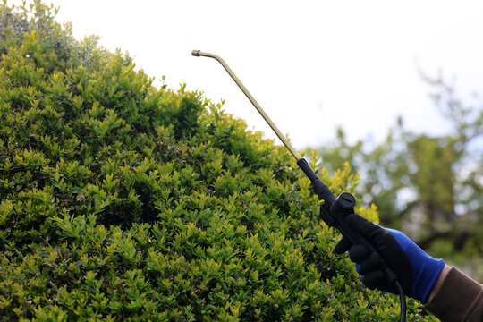 A gardener is spraying boxwood tree with insecticide against Cydalima perspectalis, the box tree moth is an invasive caterpillar of moth species pest that destroys  green boxwood (buxus sempervivens)