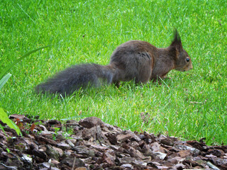 Eurasische Eichhörnchen © mkofo
